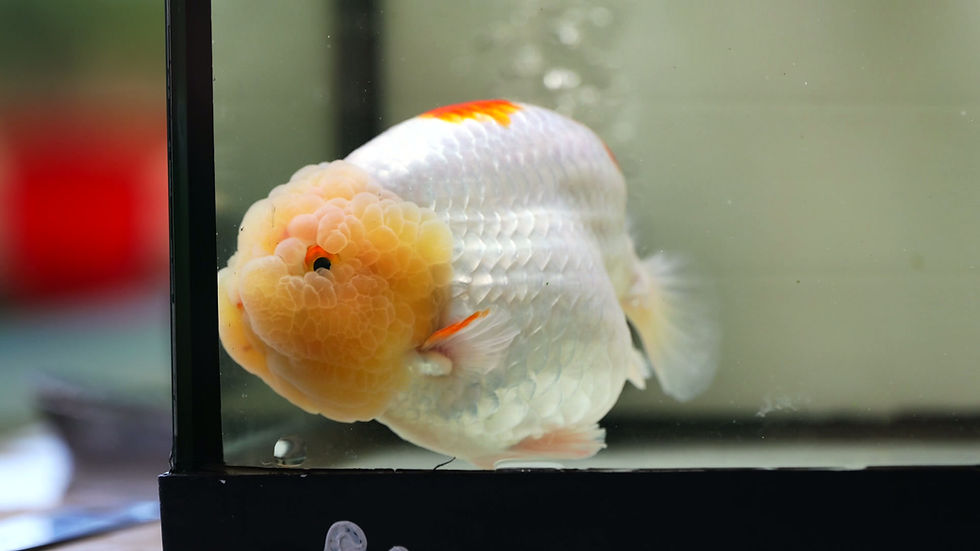 Thumbnail: jumbo high quality yuanbao ranchu- red white
