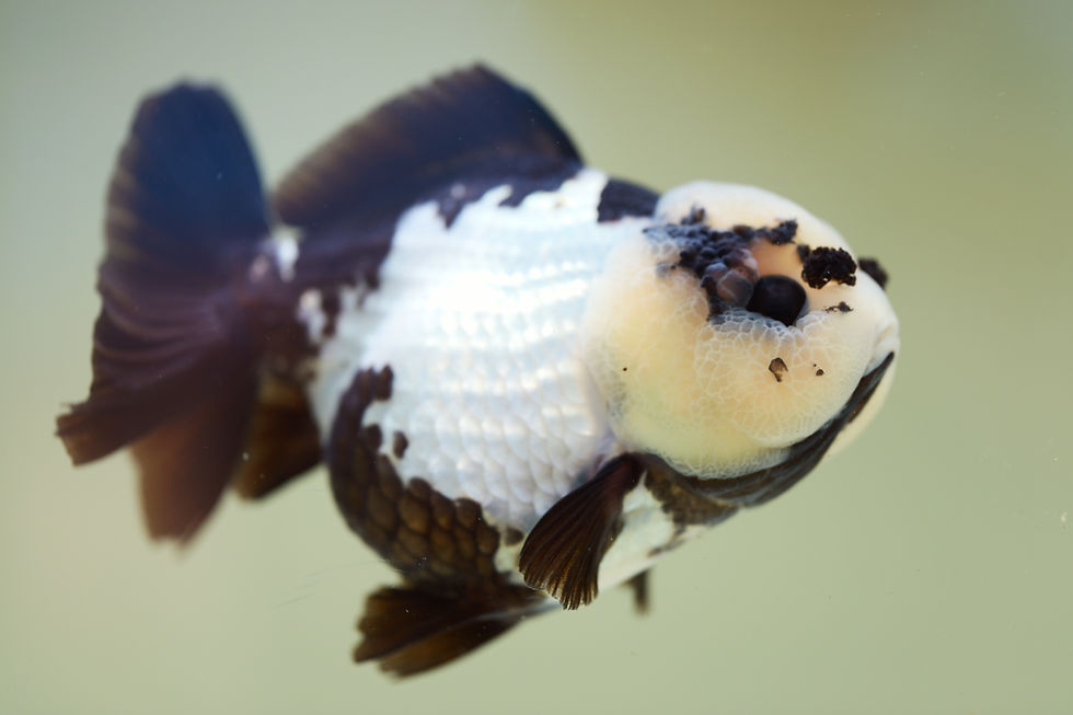 Thumbnail: high quality yuanbao oranda- panda