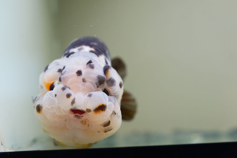 Thumbnail: parent grade milk cow yuanbao Ranchu-please see note
