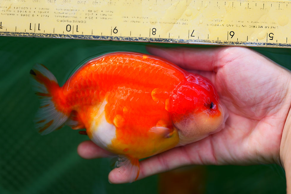 Thumbnail: jumbo high quality yuanbao ranchu-sunset
