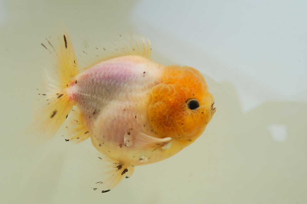 Thumbnail: high quality juvenile shogun F2 oranda