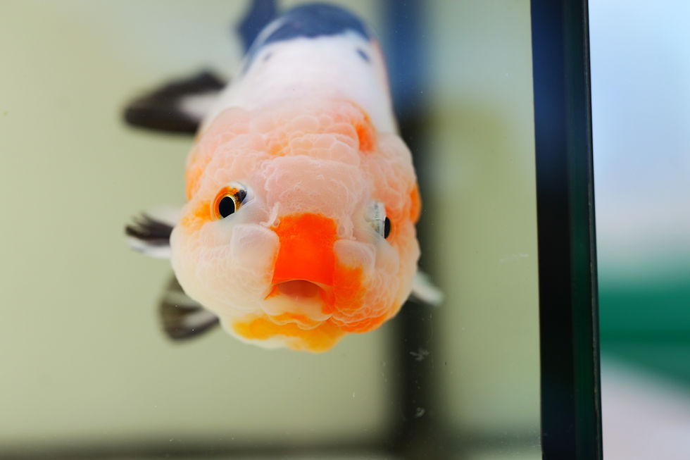 Thumbnail: juvenile super Wen milk cow yuanbao ranchu
