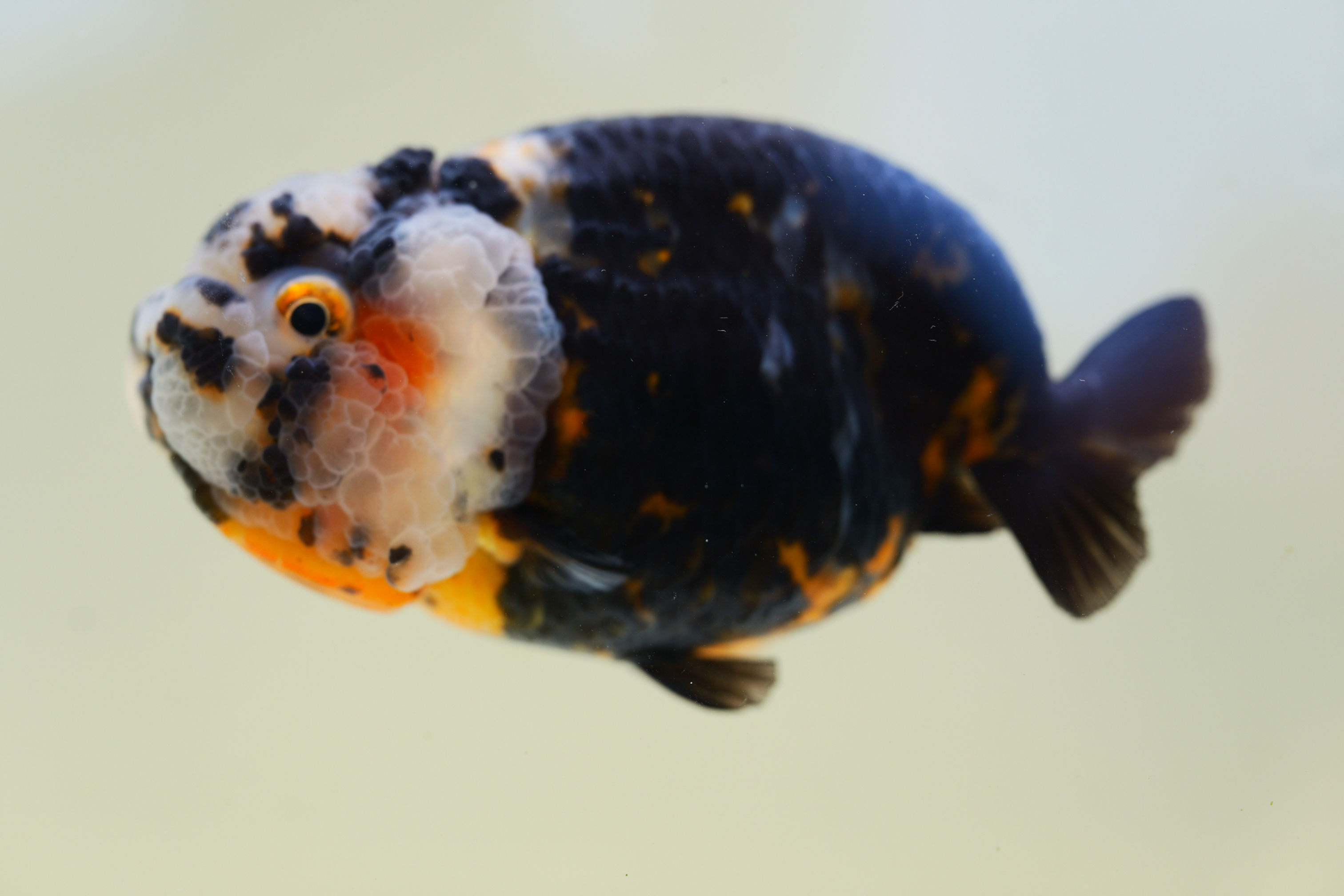high quality super Wen juvenile yuanbao ranchu-heavy ink