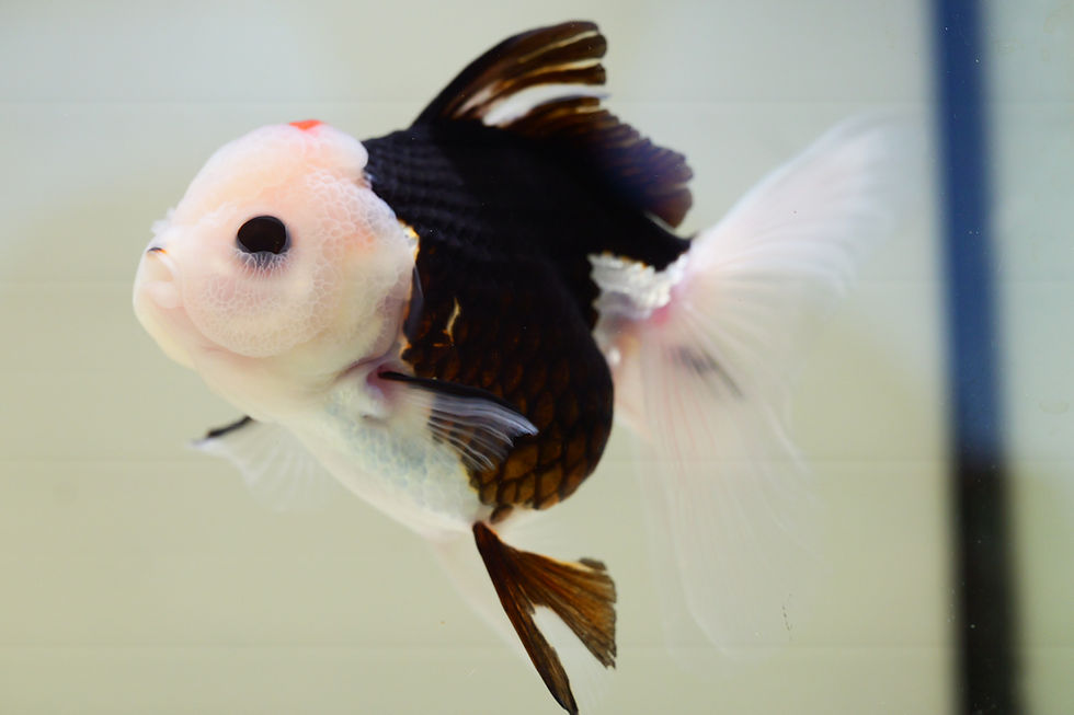 Thumbnail: high quality long tail Panda Oranda-Never loses balance