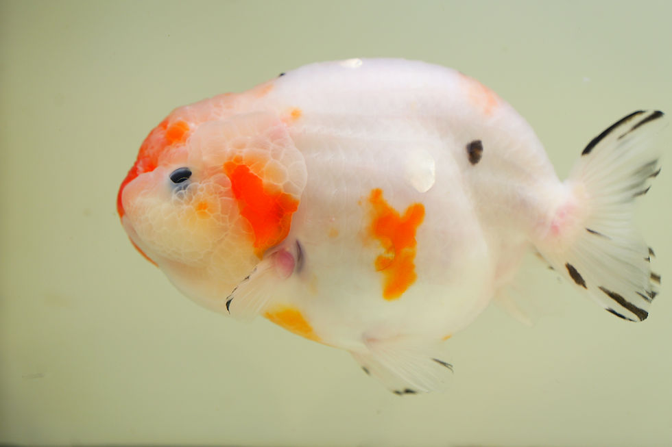 Thumbnail: jumbo high quality yuanbao ranchu-tricolor sakura