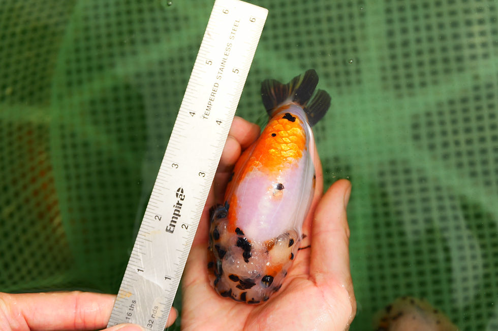 Thumbnail: juvenile tricolor yuanbao ranchu