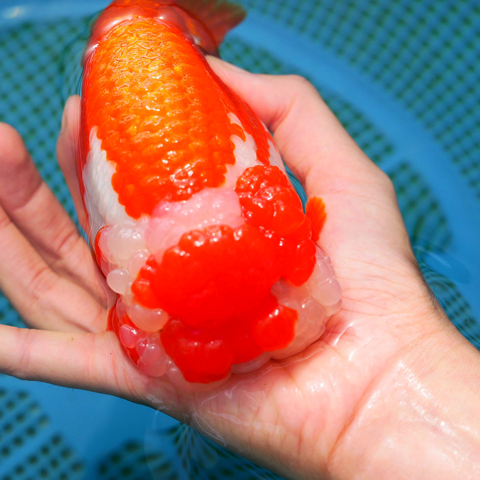 Thumbnail: top ranchu jumbo-- super face, mini tail