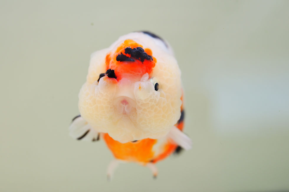 Thumbnail: high quality juvenile milk cow yuanbao ranchu