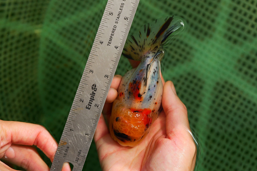Thumbnail: juvenile shogun F2 oranda