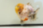 Thumbnail: high quality juvenile shogun F2 Oranda-snow leopard