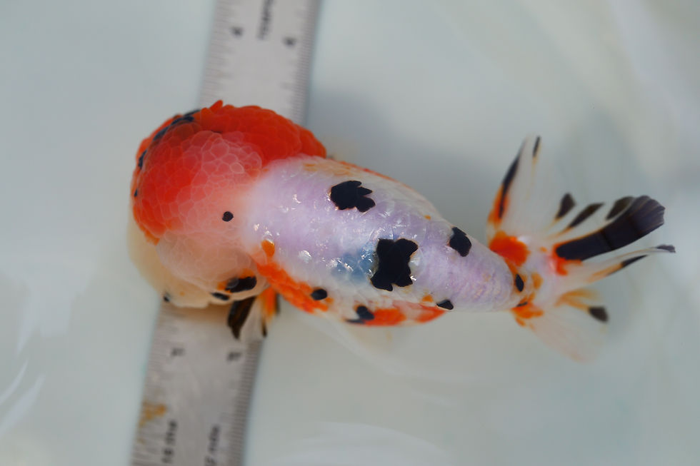 Thumbnail: juvenile super Wen milk cow yuanbao ranchu