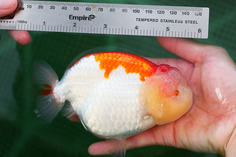 Thumbnail: jumbo parent grade yuanbao ranchu-cross back red white