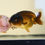 Thumbnail: 2 pack super Wen juvenile yuanbao ranchu-milk cow, chocolate