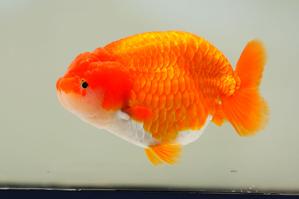 Thumbnail: jumbo yuanbao ranchu-  red white