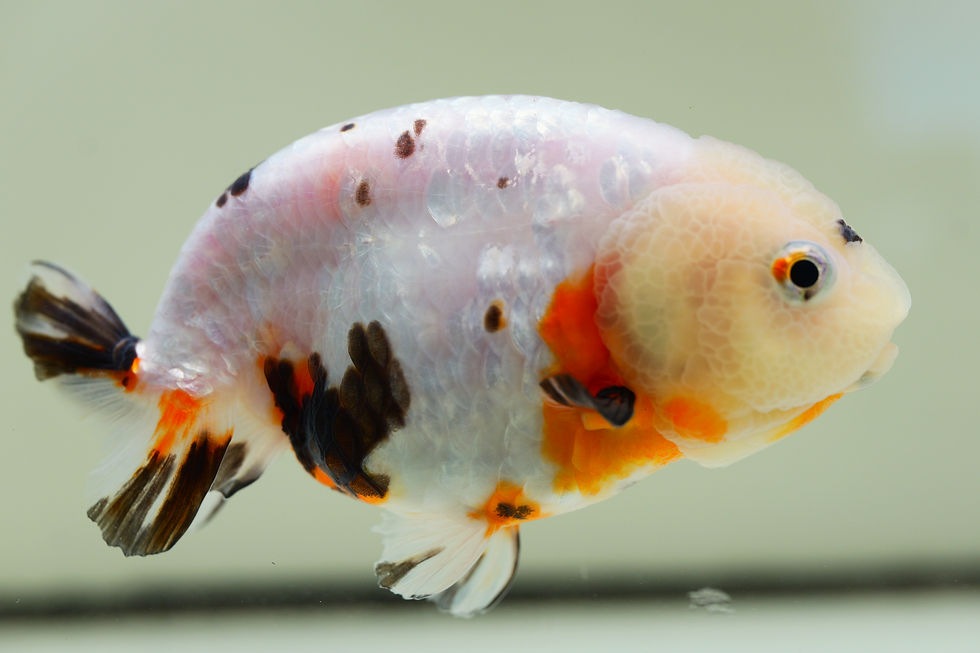 Thumbnail: juvenile milk cow yuanbao ranchu