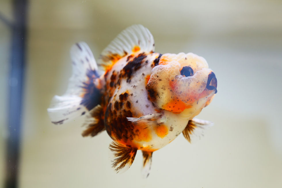 Thumbnail: 2 pack juvenile shogun F2 oranda