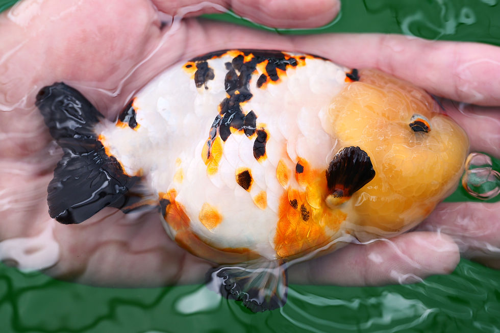 Thumbnail: milk cow- parent grade yuanbao，The left hand is smaller, nemo fish