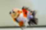 Thumbnail: shogun F2 oranda-The face is a little crooked