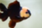Thumbnail: high quality long tail Panda Oranda-Never loses balance