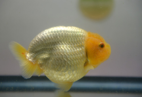 rabbit | LUMINOUS GOLDFISH