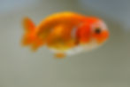 Thumbnail: 2 pack  baby yuanbao ranchu