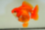 Thumbnail: juvenile yuanbao ruykin-red white