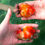 Thumbnail: 2 pack high quality juvenile shogun F2 oranda