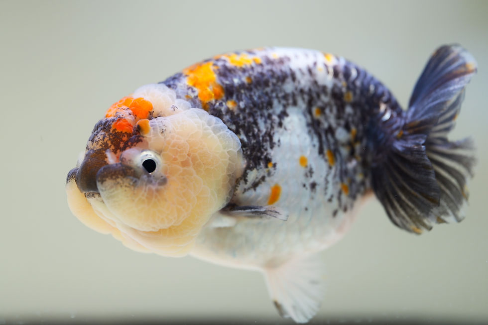Thumbnail: jumbo high quality yuanbao ranchu-tricolor