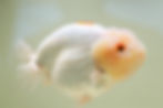 Thumbnail: huge high quality yuanbao ranchu