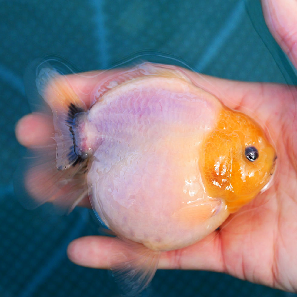 juvenile shogun F2 oranda-super round lemon head