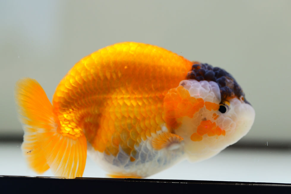 Thumbnail: juvenile yuanbao ranchu