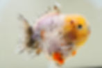 Thumbnail: high quality juvenile shogun F2 Oranda-snow leopard