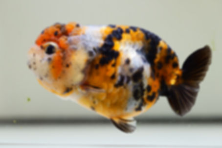 2 pack baby yuanbao ranchu-tiger/calico