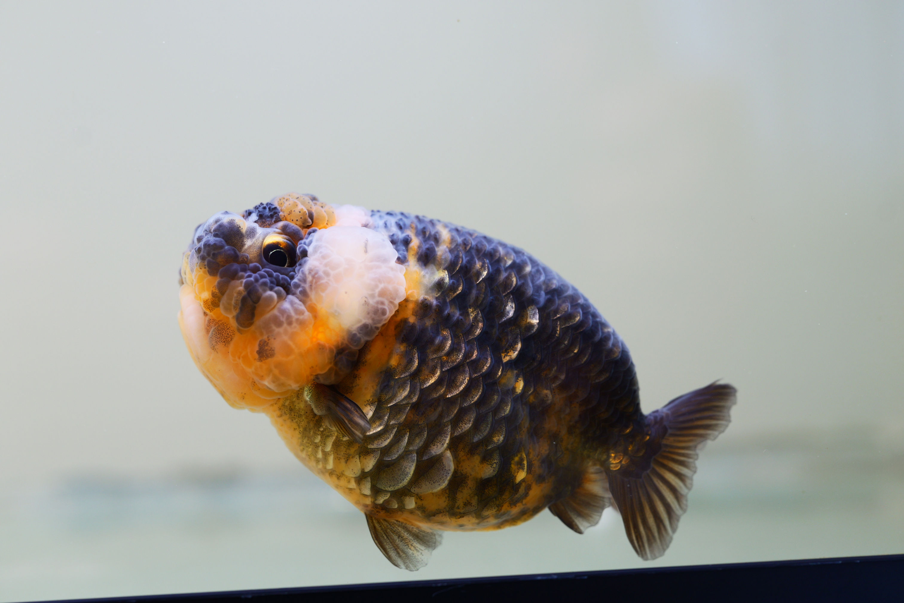 high quality juvenile dragon scales tiger-baby face, mini tail