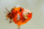 Thumbnail: 2 pack cute round body juvenile shogun F2