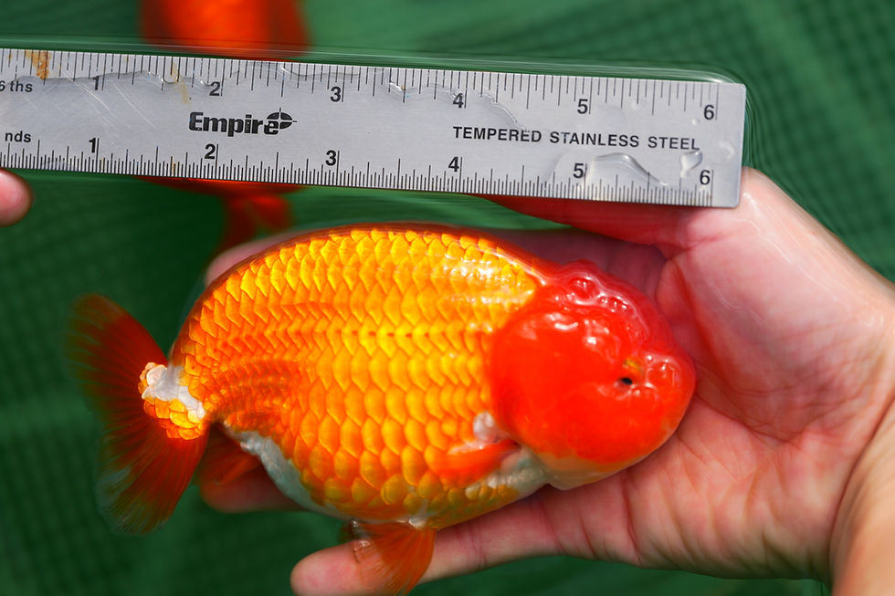 Thumbnail: jumbo high quality yuanbao ranchu-red white