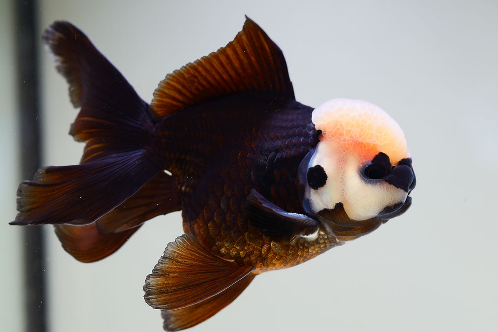 Thumbnail: high quality long tail Panda Oranda-Never loses balance