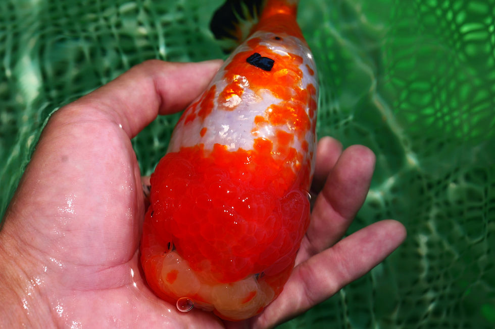 Thumbnail: jumbo tricolor sakura- parent fish