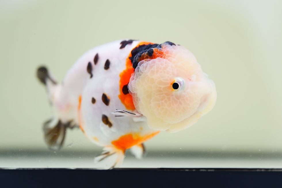 Thumbnail: juvenile milk cow yuanbao ranchu