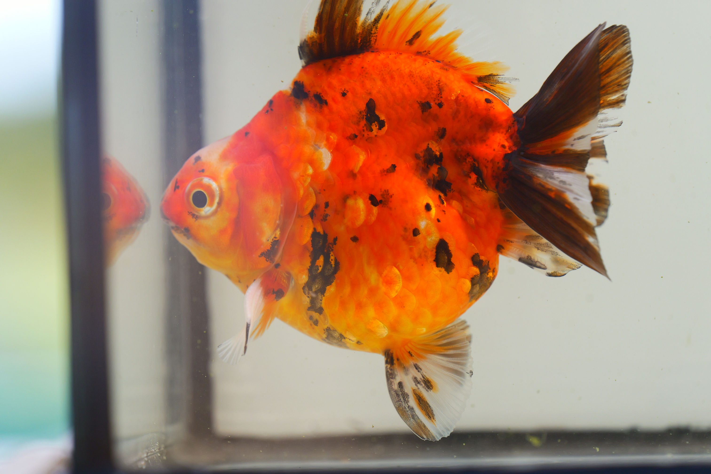 juvenile yuanbao ryukin-tricolor