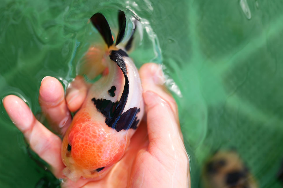 Thumbnail: high quality yuanbao oranda- panda