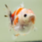 Thumbnail: 2 pack high quality juvenile shogun F2