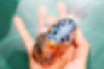 Thumbnail: high quality juvenile yuanbao ranchu-super Wen calico