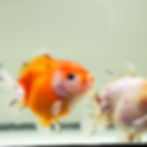 Thumbnail: 2 pack high quality juvenile shogun F2