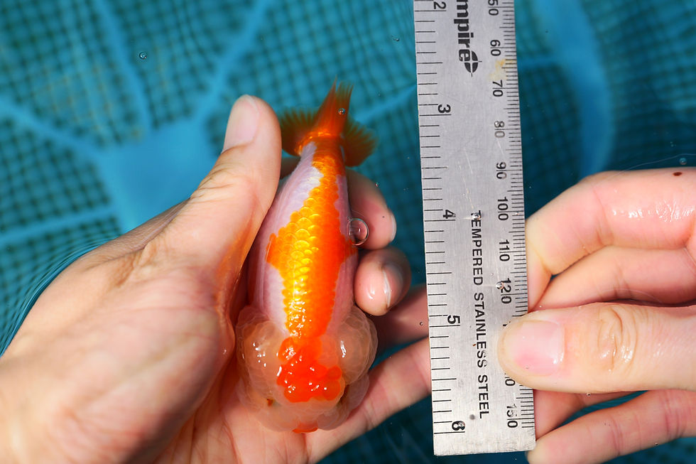 Thumbnail: high quality juvenile yuanbao Ranchu-super baby face