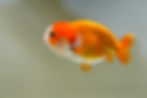 Thumbnail: 2 pack  baby yuanbao ranchu