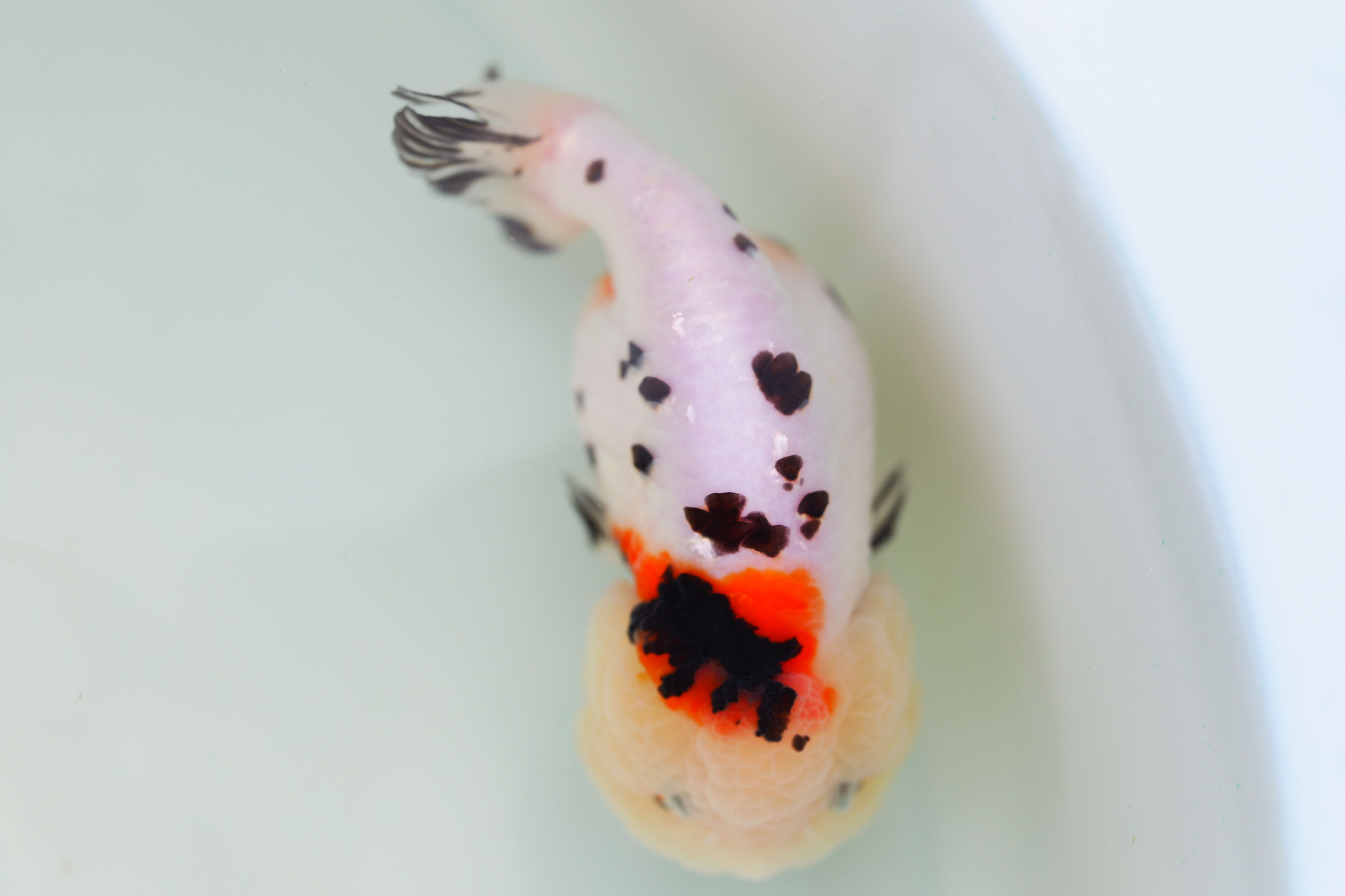 juvenile milk cow yuanbao ranchu