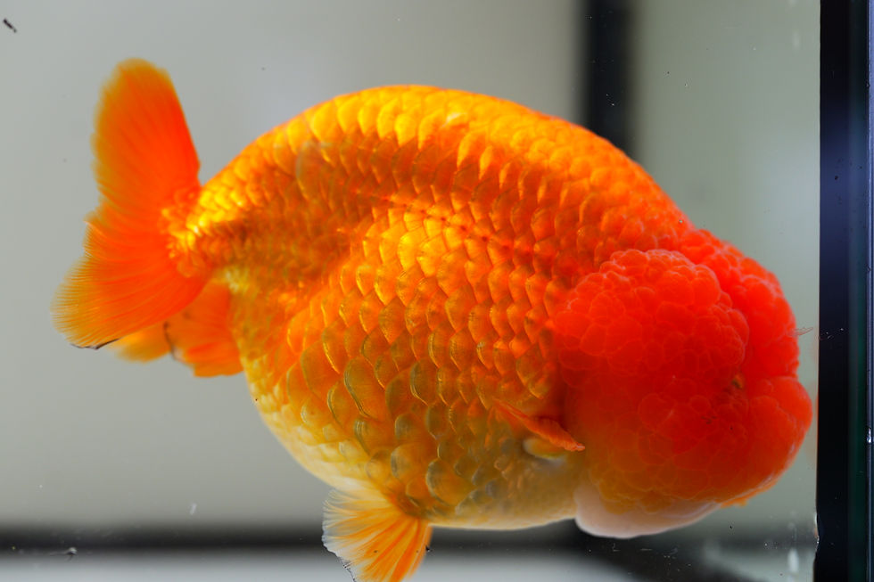 Thumbnail: jumbo parent grade yuanbao ranchu