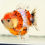 Thumbnail: super round  juvenile shogun F2 oranda