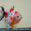 Thumbnail: 2 pack high quality juvenile shogun f2 oranda